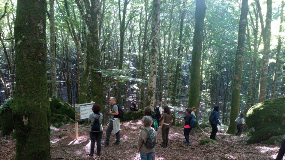 Un anno di terapia forestale guidata migliora la salute e alleggerisce i costi per Ssn