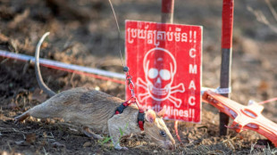 Rato no Camboja estabelece recorde de detecção de minas