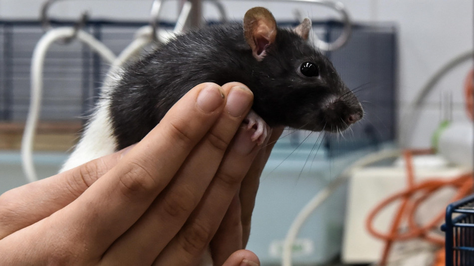 Super mini topi in grado di vivere a 7.000 metri di altitudine