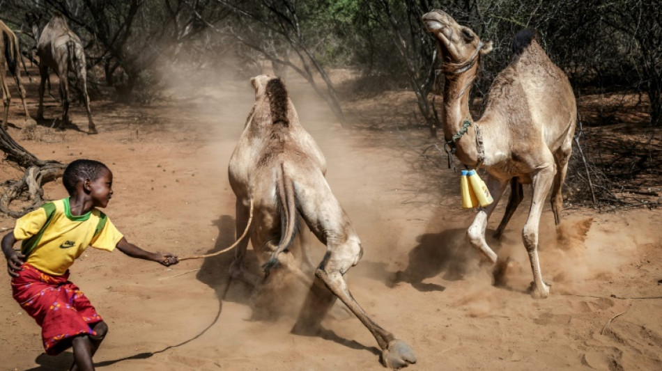 Camels replace cows as Kenya battles drought
