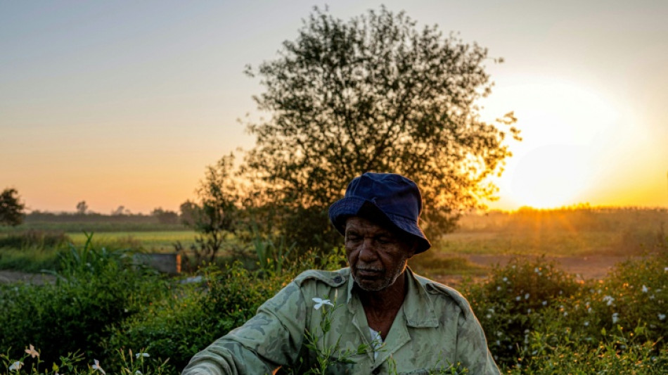 Egyptian farmers behind world's perfumes face climate fight alone