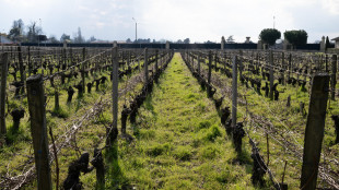 Allarme scarabeo giapponese, si nutre di piante e frutti