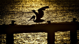 En Guadeloupe, le nombre d'oiseaux tropicaux en chute libre