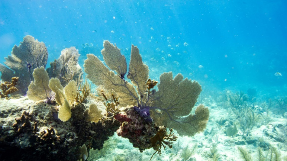 US-Behörde: Massive weltweite Korallenbleiche dehnt sich weiter aus