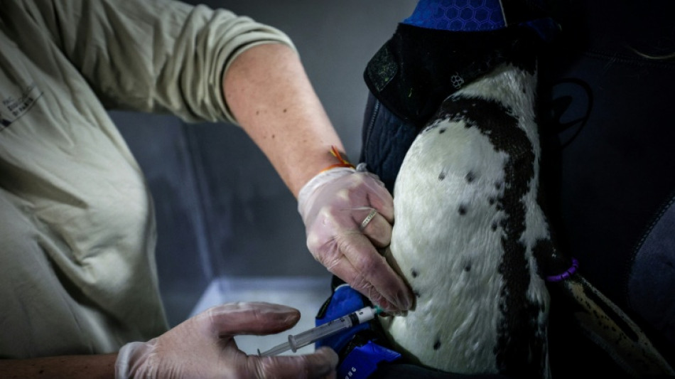 Penguins queue in Paris zoo for their bird flu jabs