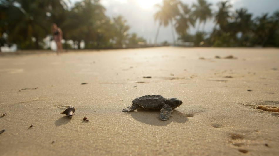 Gabon battles for baby sea turtles' survival