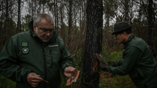Gironde: apr&egrave;s les incendies monstres, la for&ecirc;t face aux insectes ravageurs