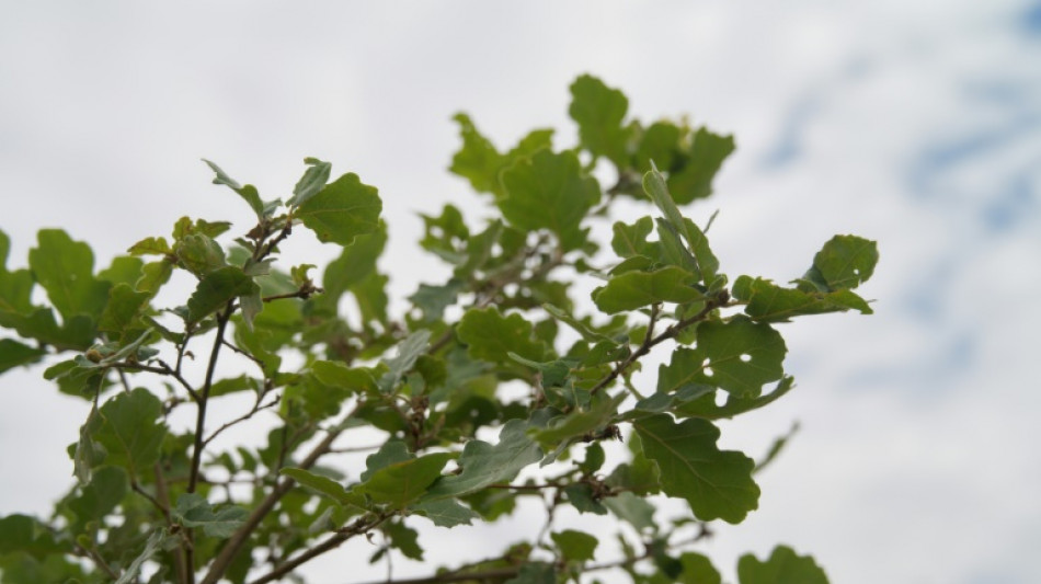 Befall mit Eichenprozessionsspinner: Eigentümer müssen Nester laut Gericht beseitigen