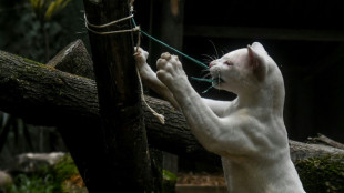 El hallazgo de la primera ocelote albina alerta sobre la deforestación en Colombia