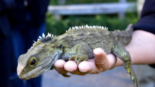 Forscher entdecken ältesten Vorfahren der Eidechse