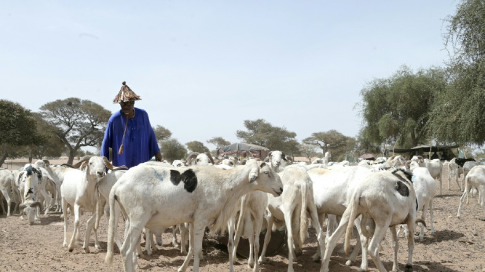 A Dakar, les &eacute;meutes meurtri&egrave;res brident l'arriv&eacute;e des moutons de Tabaski