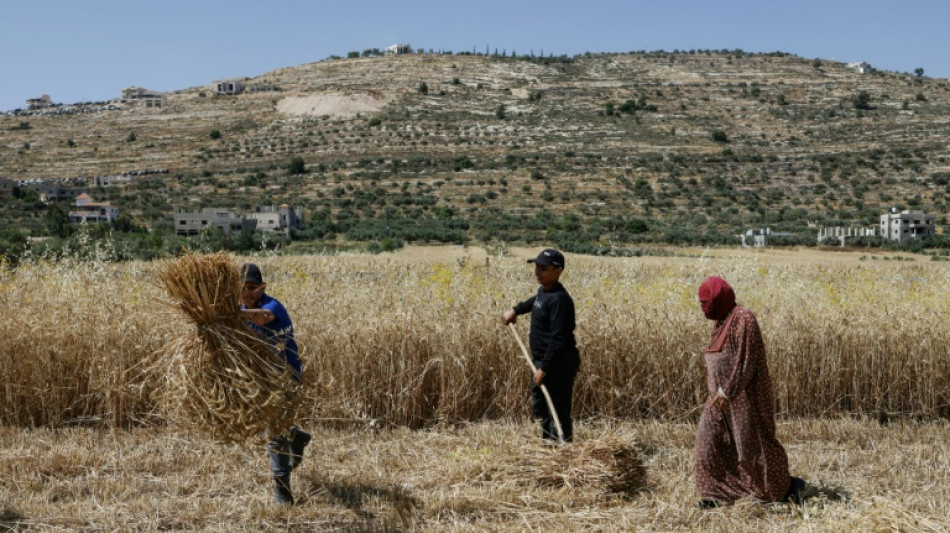 En Cisjordanie, des agriculteurs p&eacute;tris d'angoisse face aux colons isra&eacute;liens