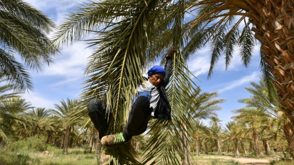 En Tunisie, "l'oasis de la r&eacute;volution" veut garder son mod&egrave;le in&eacute;dit d'autogestion