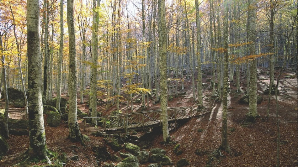 Aumentate in Italia le foreste certificate Pefc, 1.735 le aziende accreditate