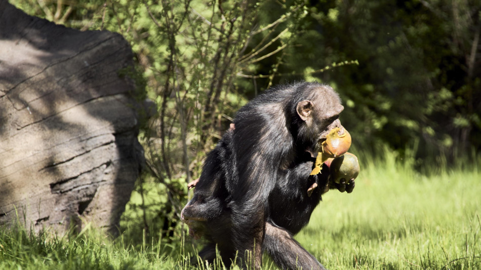 La capacità di metabolizzare l'alcol ereditata dalle scimmie