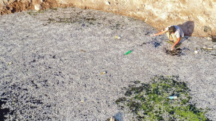 Iraq probes fish die-off in southern marshes