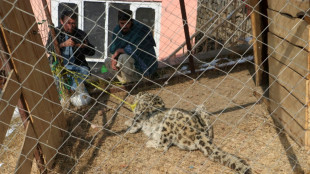 Las autoridades de Afganist&aacute;n capturan un raro ejemplar de leopardo de las nieves despu&eacute;s de que matara ganado
