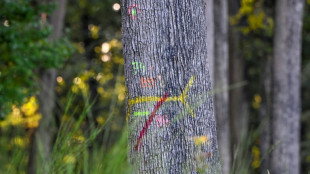 Exploiter et pr&eacute;server: l'art complexe de la gestion foresti&egrave;re