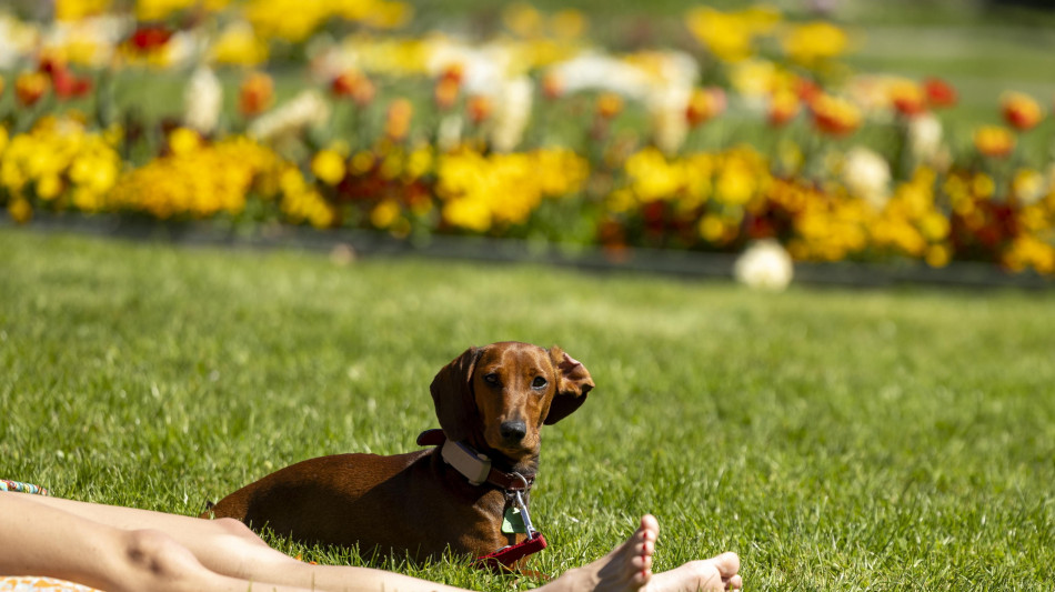 Esperti, cuore a rischio con la carenza di vitamina D