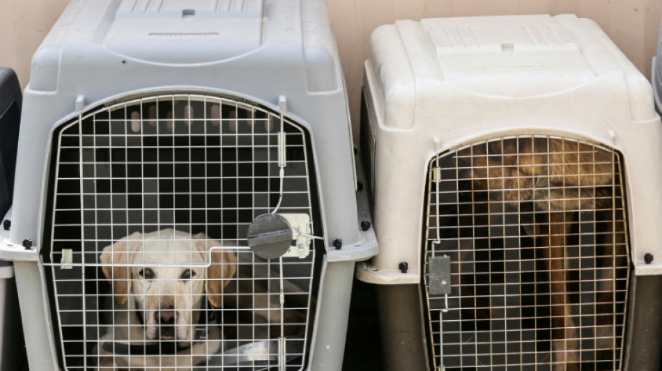 In the doghouse: flying canines count as cargo, EU court rules