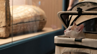 A Shanghai, les chats accueillis pour une Nuit au Mus&eacute;e