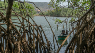 En Sierra Leone, le gagne-pain des ostr&eacute;icultrices de mangroves menac&eacute; par la d&eacute;forestation