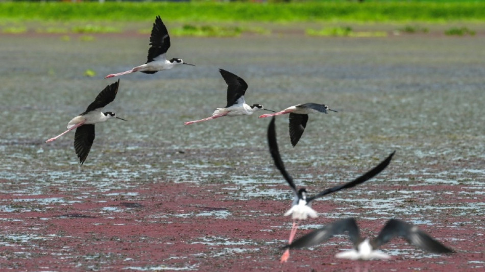 Colombia fue el país más mortífero para los ambientalistas en 2024