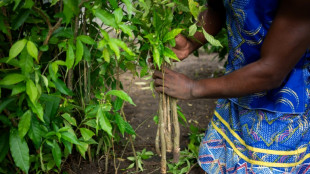 L'iboga, plante sacrée au Gabon et remède ancestral convoité