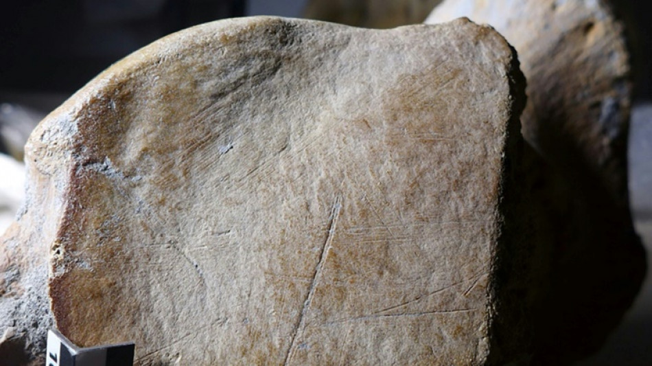 Les hommes de Néandertal pratiquaient la chasse à l'éléphant