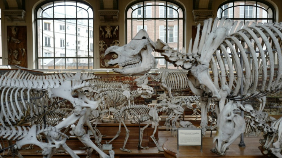 Gold worth 600,000 euros stolen in Paris museum heist 