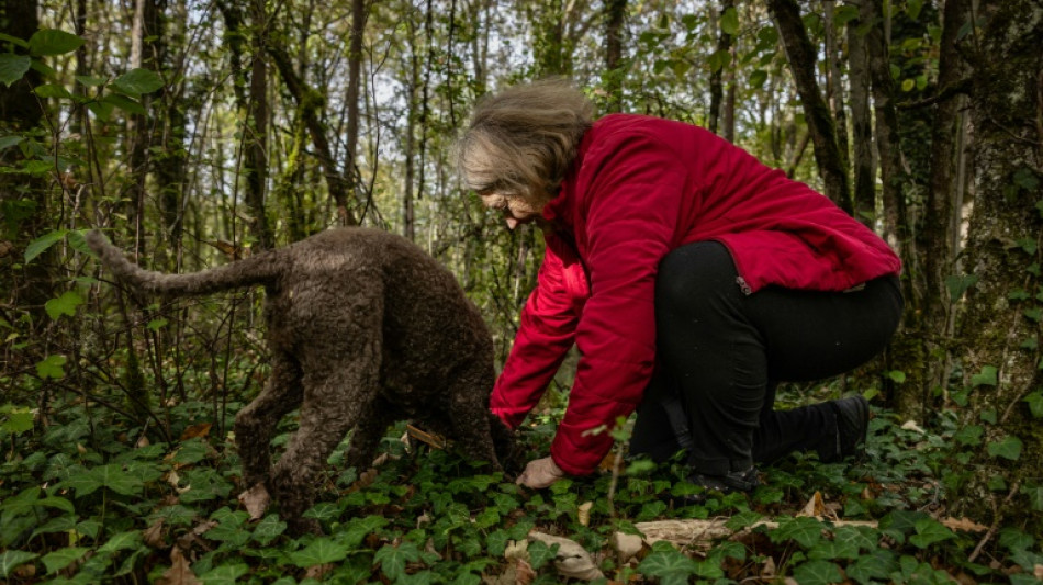 D&eacute;r&egrave;glement climatique: la truffe de Bourgogne en p&eacute;ril