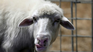 Elevage: versement des premi&egrave;res indemnisations pour la fi&egrave;vre ovine