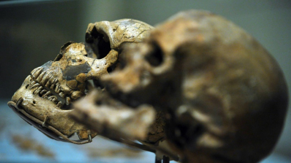 Un crâne d'un million d'années pourrait modifier la chronologie de l'évolution humaine, selon une étude
