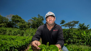 Costa Rica: innovation et technologies dans les plantations de caf&eacute; face au d&eacute;clin des pr&eacute;cipitations