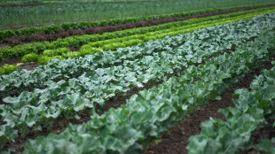 Rapporto Ismea, agroalimentare italiano vale il 15% del Pil