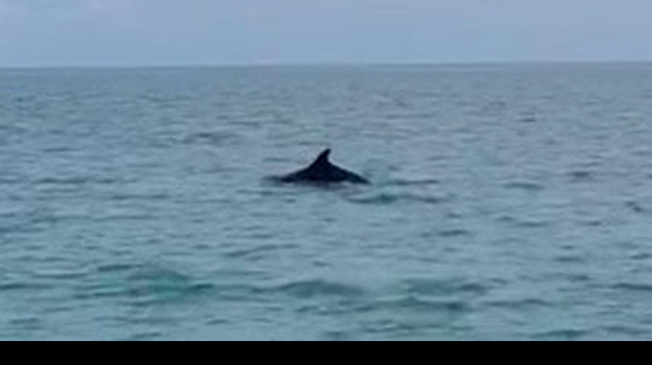 Al largo della Sardegna una culla di delfini e balene
