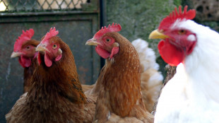 Influenza aviaria, il rischio di diffusione all'uomo resta basso