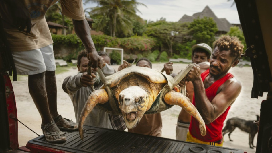 Kenya NGO saves turtles from nets, plastic and rising tides
