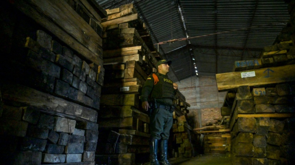 Col&ocirc;mbia transforma madeira de desmatamento ilegal em lar para abelhas