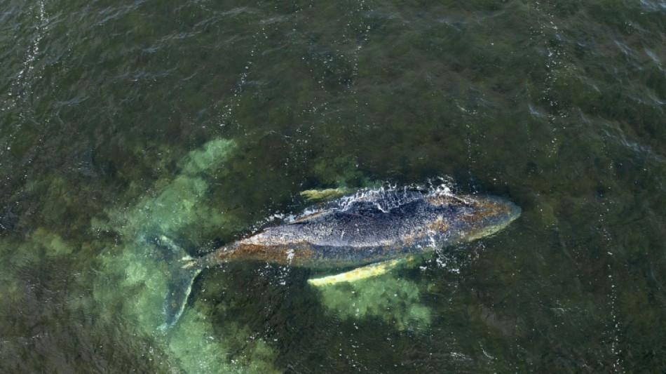 Lage bleibt kritisch: Durch Ostsee irrender Wal liegt weiter vor Insel Poel fest