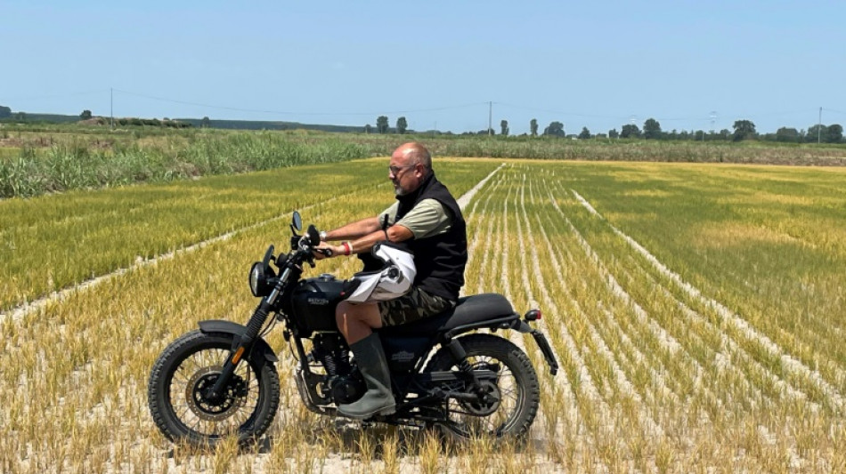 Campos de arroz del "triángulo de oro" italiano, diezmados por la sequía