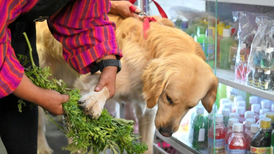 Curanderas limpian las malas energ&iacute;as de las mascotas en un mercado de Ecuador