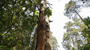 Avvocato famiglia nel bosco, 'falsità, faremo ricorso'