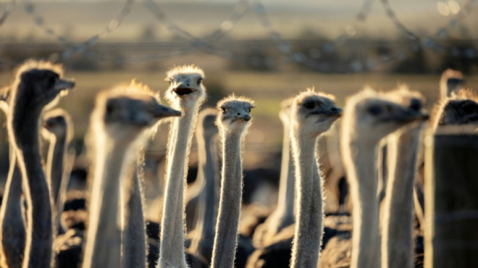 Controversial Canadian ostrich cull order will go ahead