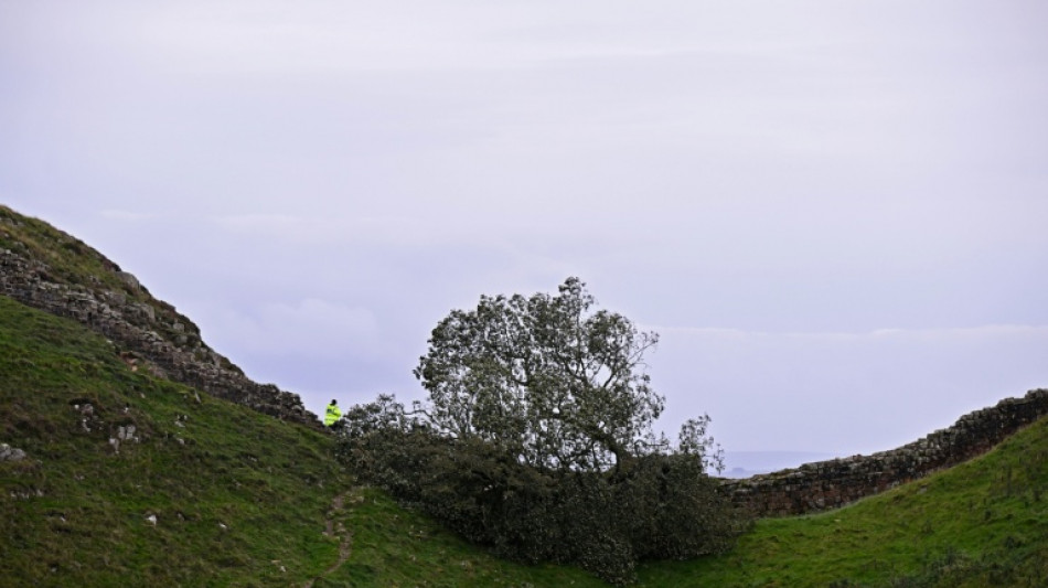 Two men in court charged with 'moronic' felling of famed UK tree