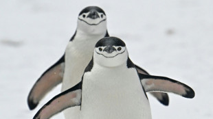 Climate change strips island's title of largest penguin colony: study