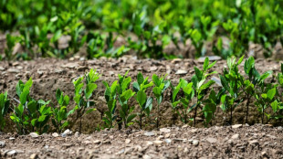 Cultivos de coca na Bol&iacute;via aumentaram 10% em 2024, segundo ONU