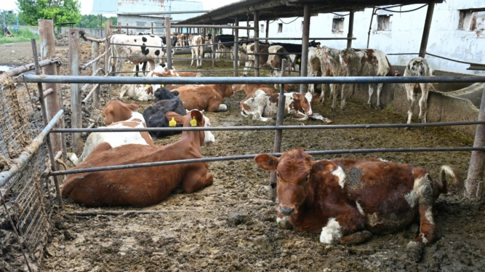 El ganado en Ucrania, otra víctima de la guerra