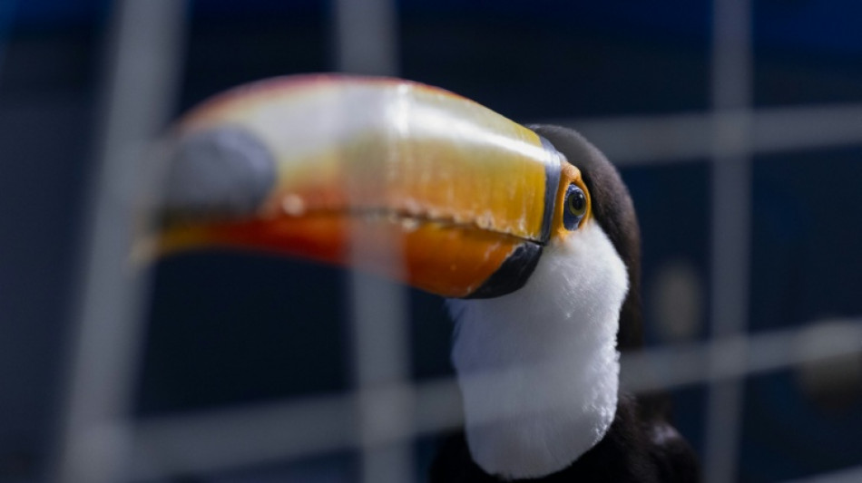 Toucans, tortoises saved in major Brazil trafficking bust