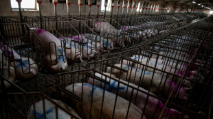 Los productores españoles de cerdo, "muy preocupados" por el foco de peste porcina africana